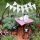 Happy Birthday Mom! A picnic themed fairy garden...